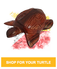Shop for your Turtle
